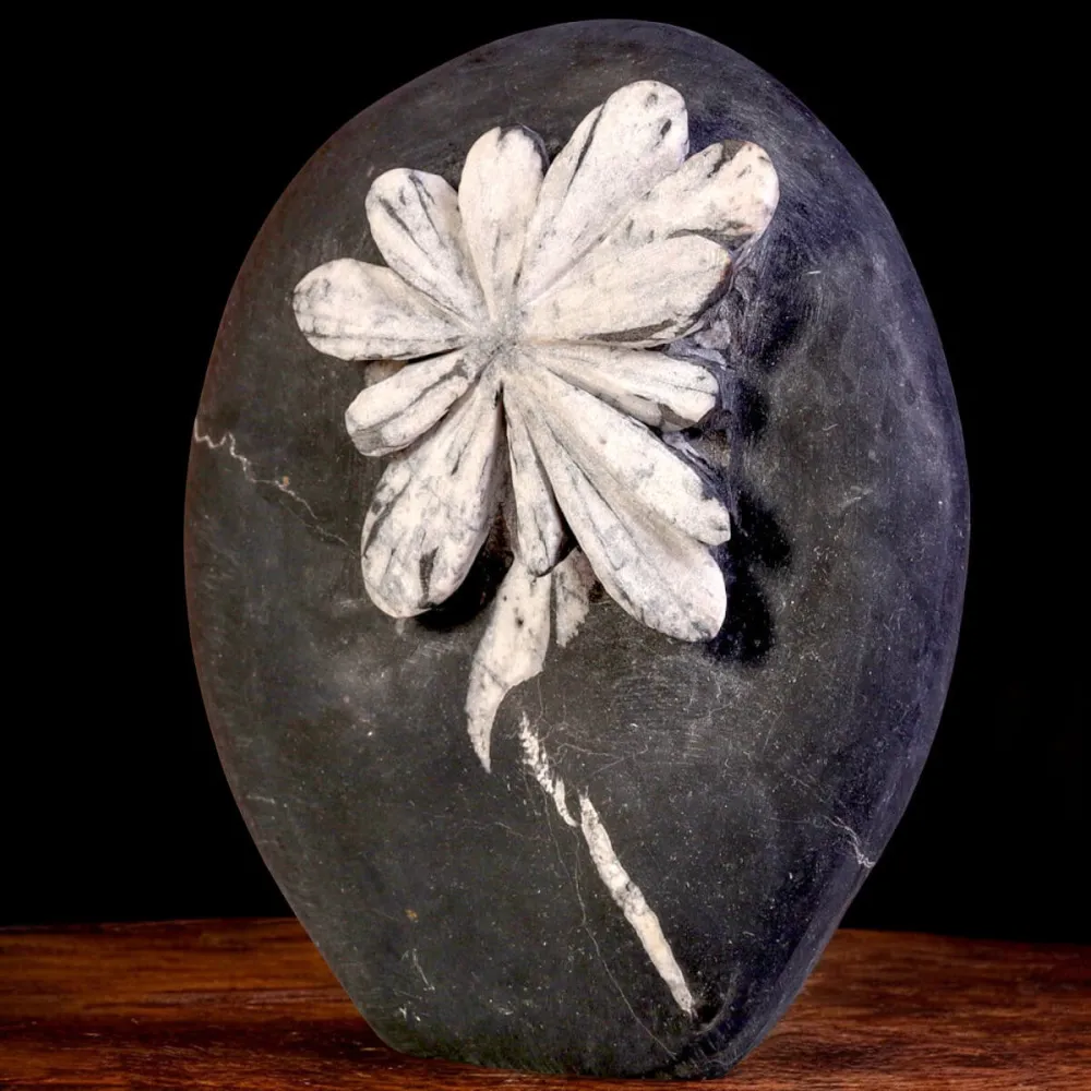 Chrysanthemum Stone – A Petrified Flower in Rock.